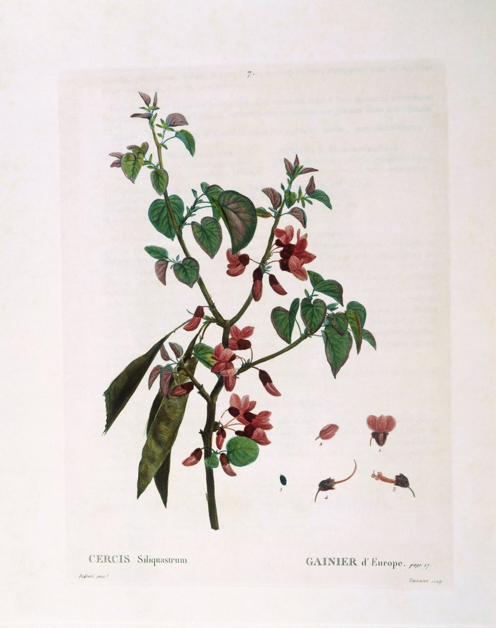 Judas Tree (Cercis siliquastrum), Henry Louis Duhamel du Monceau, botanisk plade af Pierre Joseph Redouté af Pierre Joseph Redouté