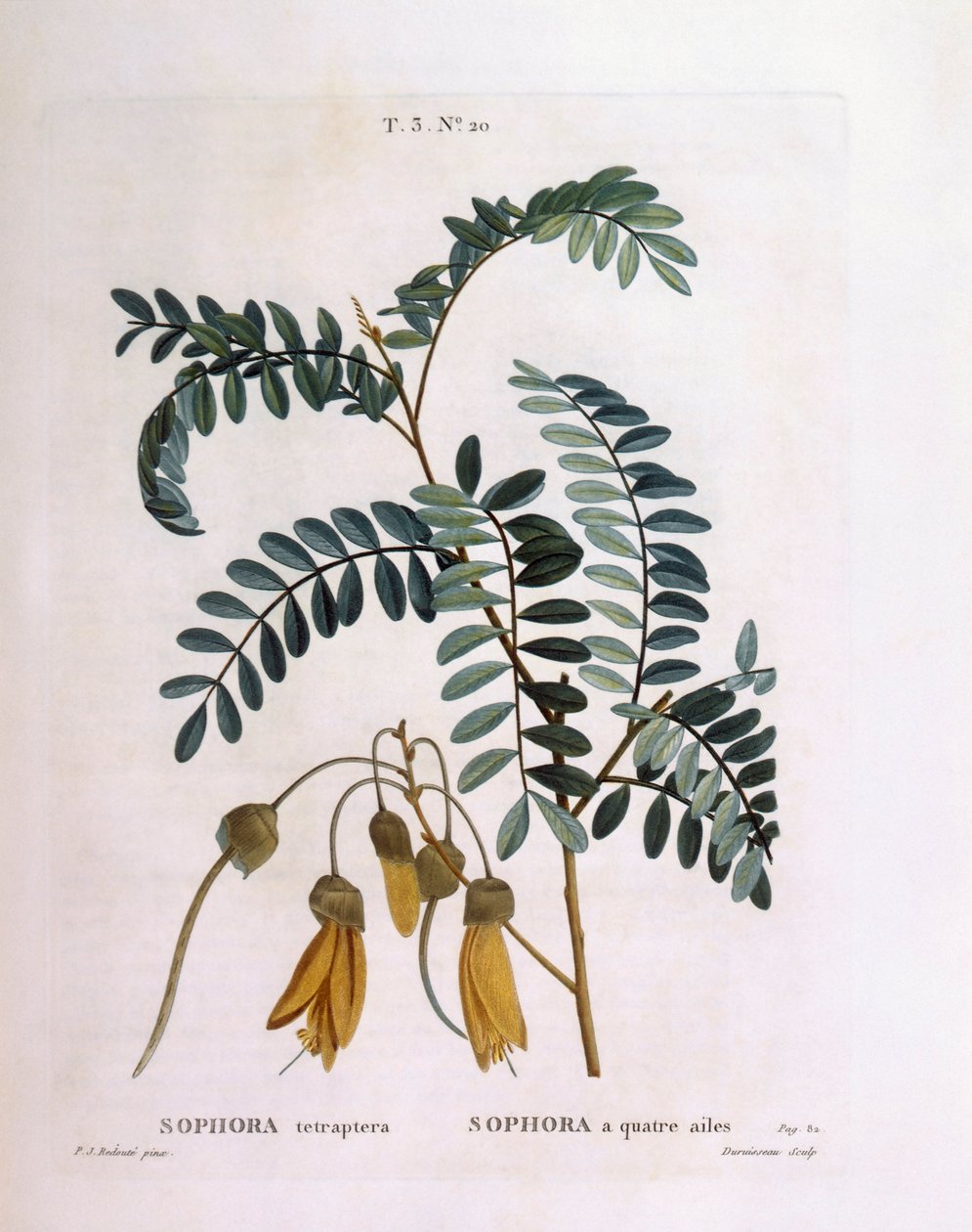 Kowhai (Sophora tetraptera eller Edwardsia grandiflora), Henry Louis Duhamel du Monceau, botanisk plade af Pierre Joseph Redouté af Pierre Joseph Redouté