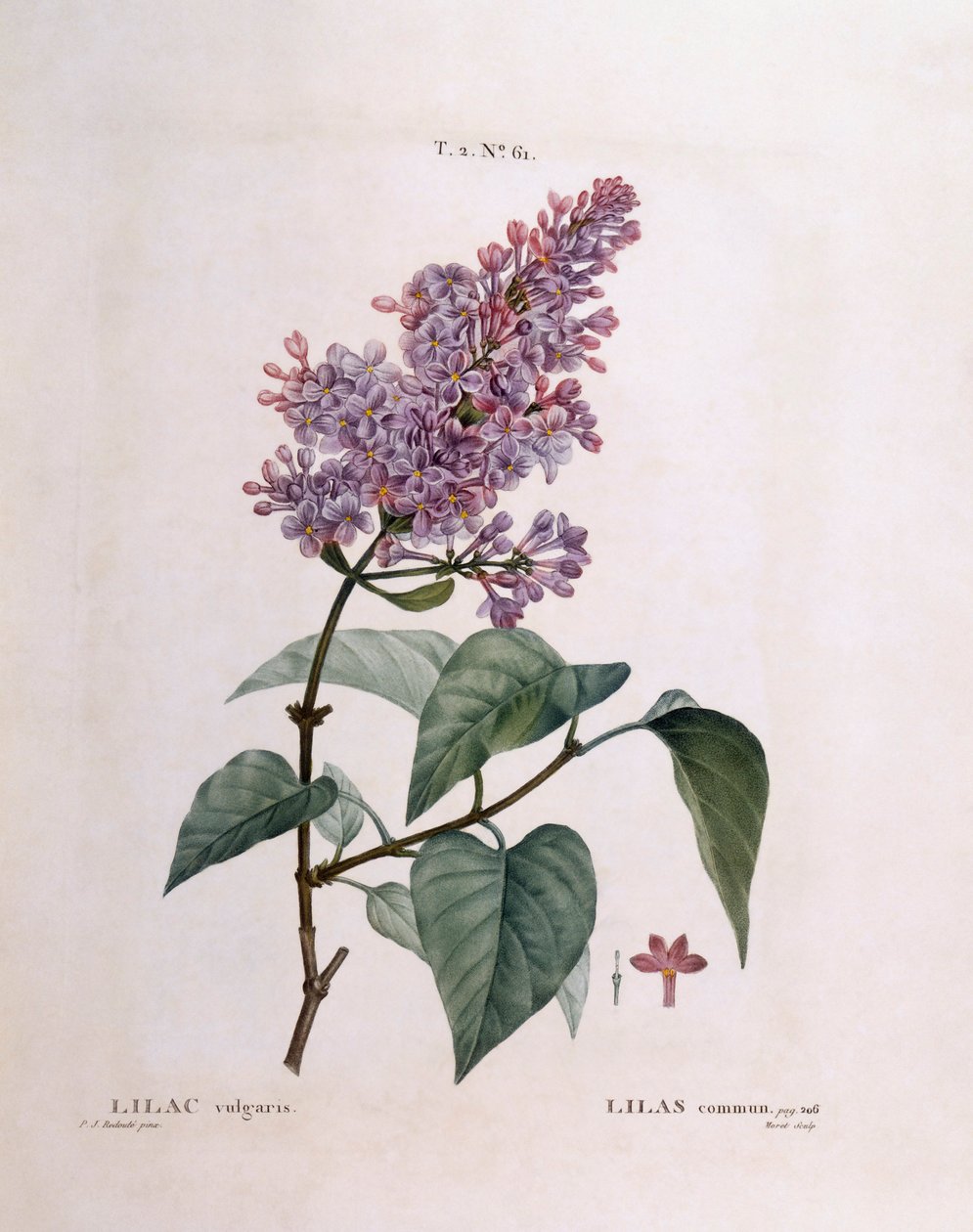 Syren (Syringa vulgaris), Henry Louis Duhamel du Monceau, botanisk plade af Pierre Joseph Redouté af Pierre Joseph Redouté