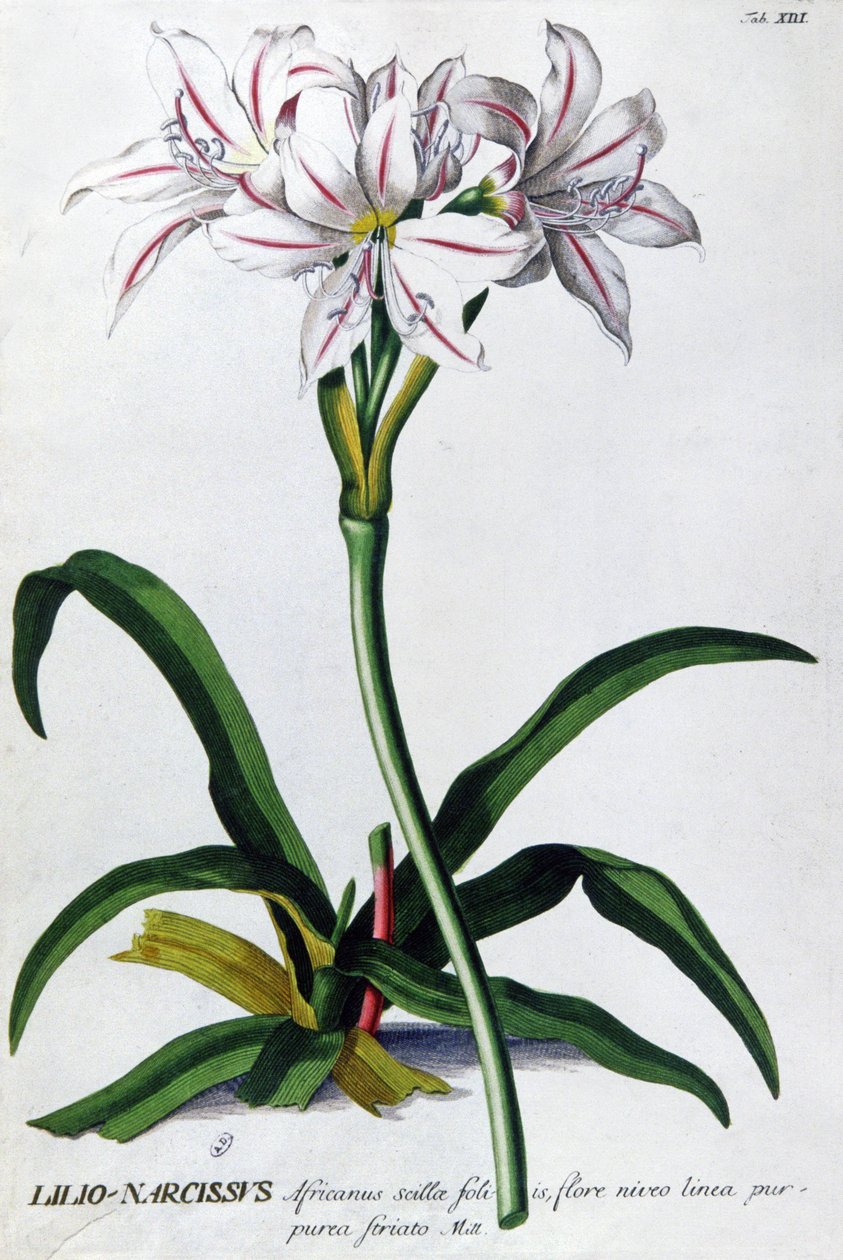 Lily, Narcissus Lily af Pierre Joseph Redouté