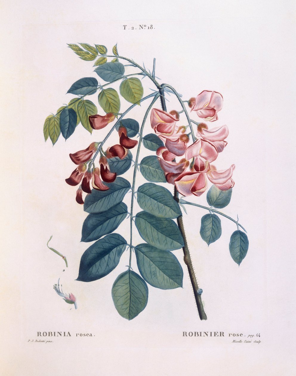 Locust (Robinia rosea), Henry Louis Duhamel du Monceau, botanisk plade af Pierre Joseph Redouté af Pierre Joseph Redouté