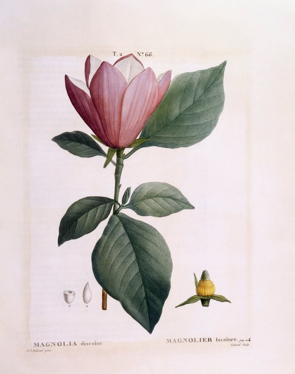 Magnolia (Magnolia misfarvet), Henry Louis Duhamel du Monceau, botanisk plade af Pierre Joseph Redouté af Pierre Joseph Redouté