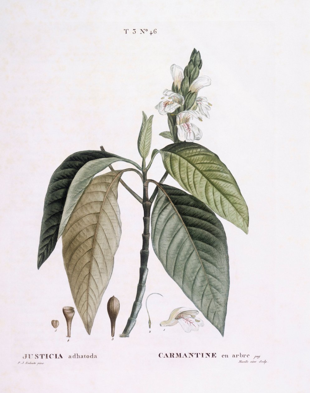 Malabarnød (Justicia adhatoda), Henry Louis Duhamel du Monceau, botanisk plade af Pierre Joseph Redouté af Pierre Joseph Redouté