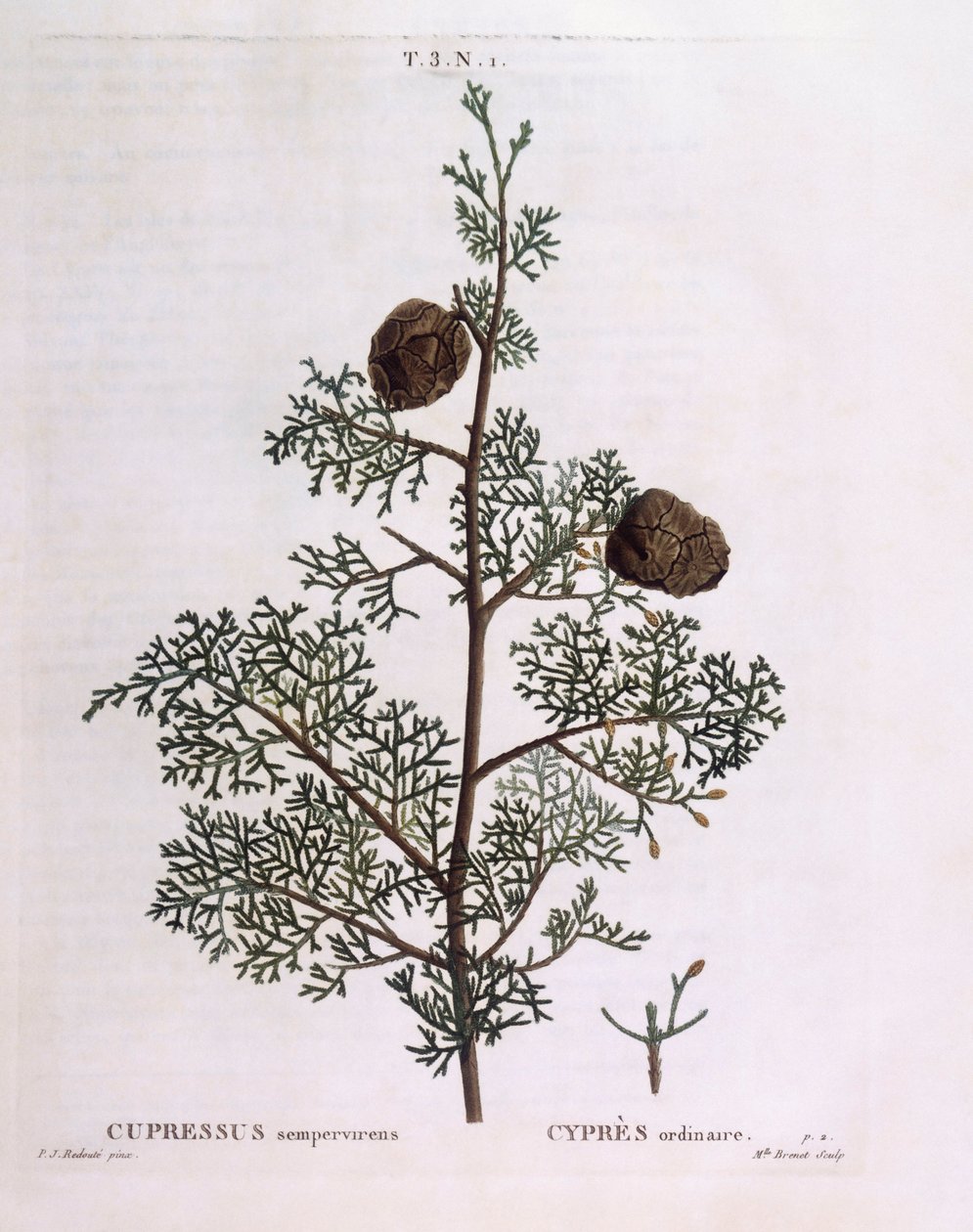 Middelhavscypres (Cupressus sempervirens), Henry Louis Duhamel du Monceau, botanisk plade af Pierre Joseph Redouté af Pierre Joseph Redouté