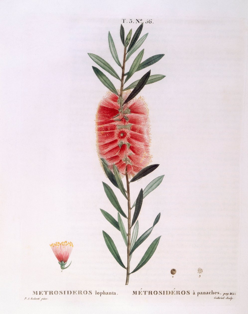 Metrosideros Lophanta Henry Louis Duhamel du Monceau, botanisk plade af Pierre Joseph Redouté af Pierre Joseph Redouté