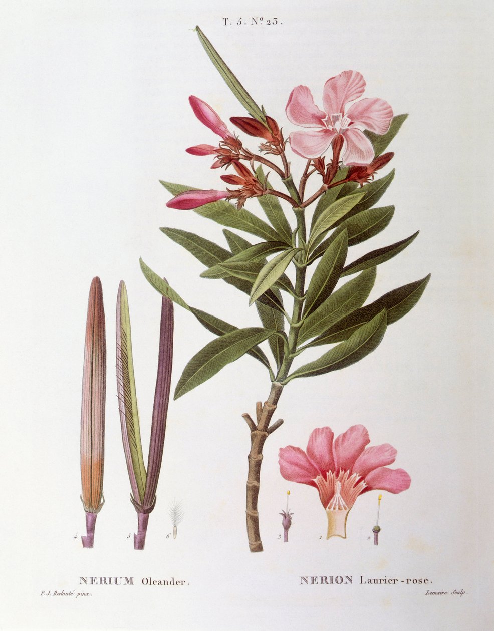 Oleander (Nerium oleander), Henry Louis Duhamel du Monceau, botanisk plade af Pierre Joseph Redouté af Pierre Joseph Redouté