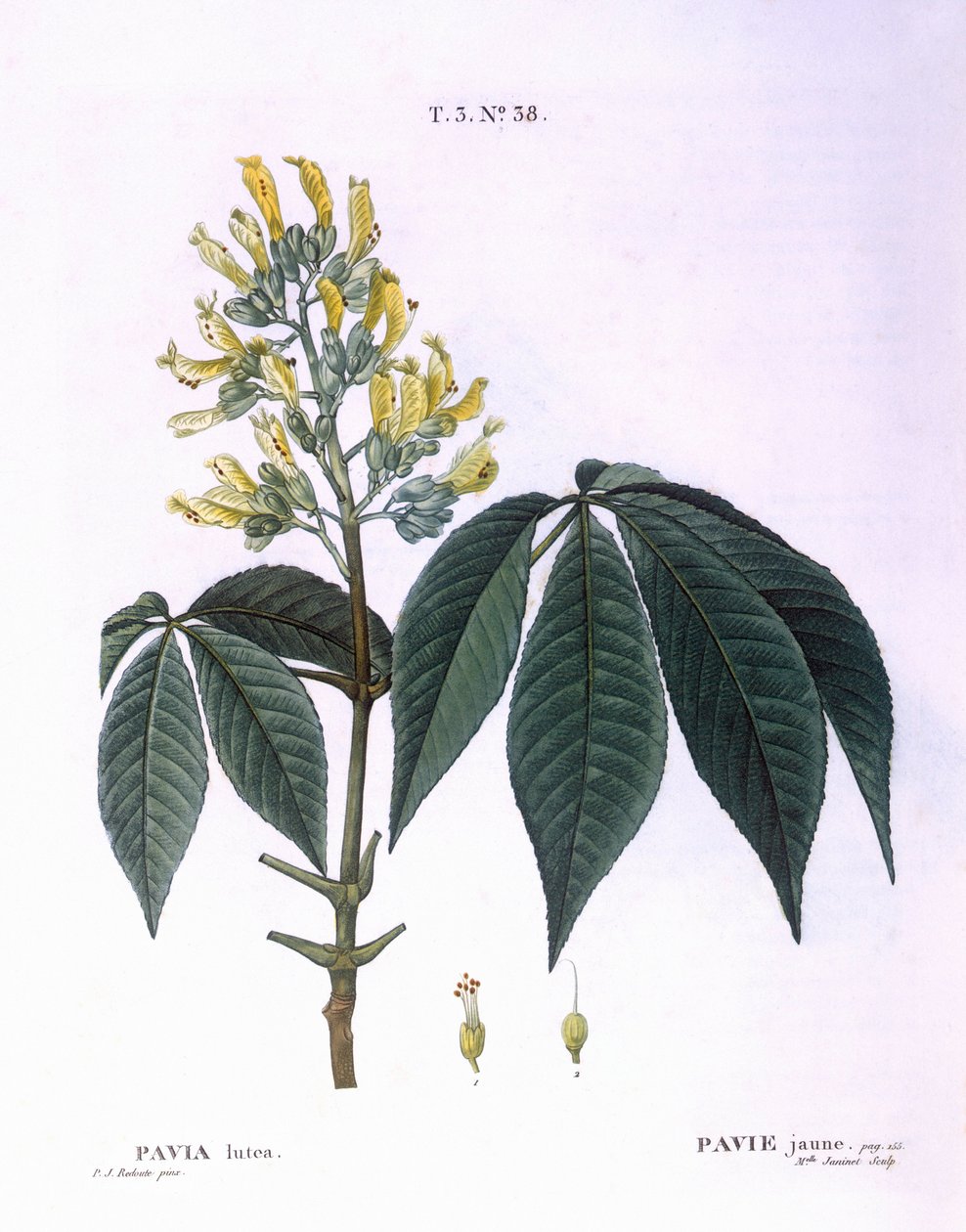 Pavia lutea Henry Louis Duhamel du Monceau, botanisk plade af Pierre Joseph Redouté af Pierre Joseph Redouté