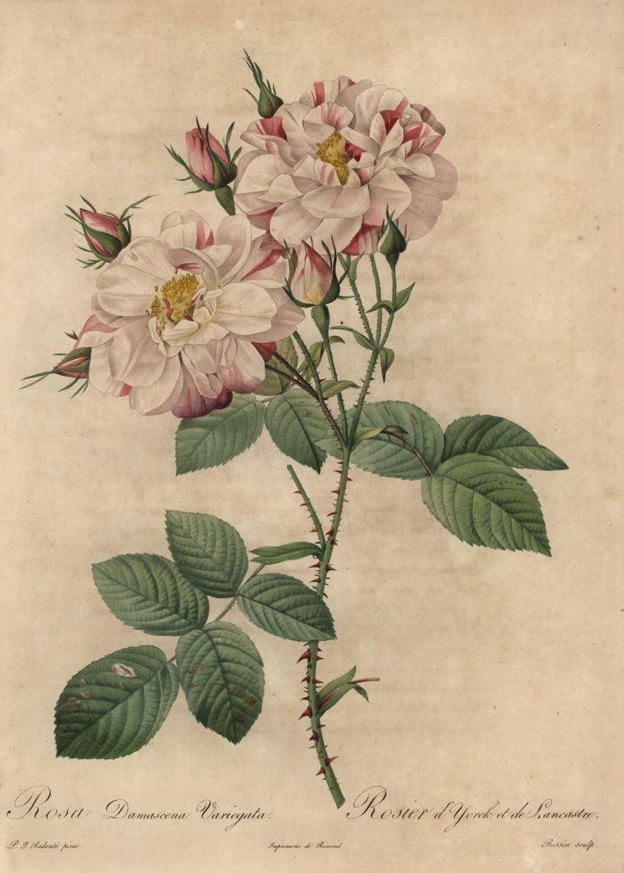Lyserød og hvid damaskrose, Rosa damascena af Pierre Joseph Redouté