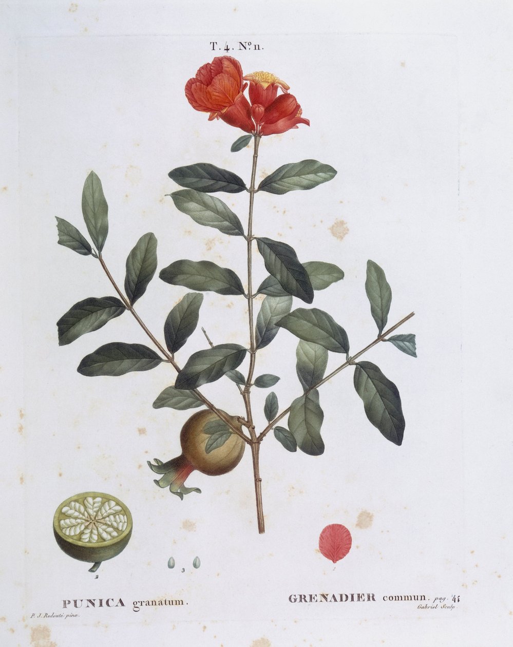 Granatæble (Punica granatum), Henry Louis Duhamel du Monceau, botanisk tallerken af ​​Pierre Joseph Redouté af Pierre Joseph Redouté