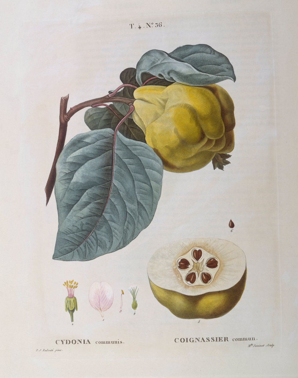 Kvæde (Cydonia communis), Henry Louis Duhamel du Monceau, botanisk plade af Pierre Joseph Redouté af Pierre Joseph Redouté