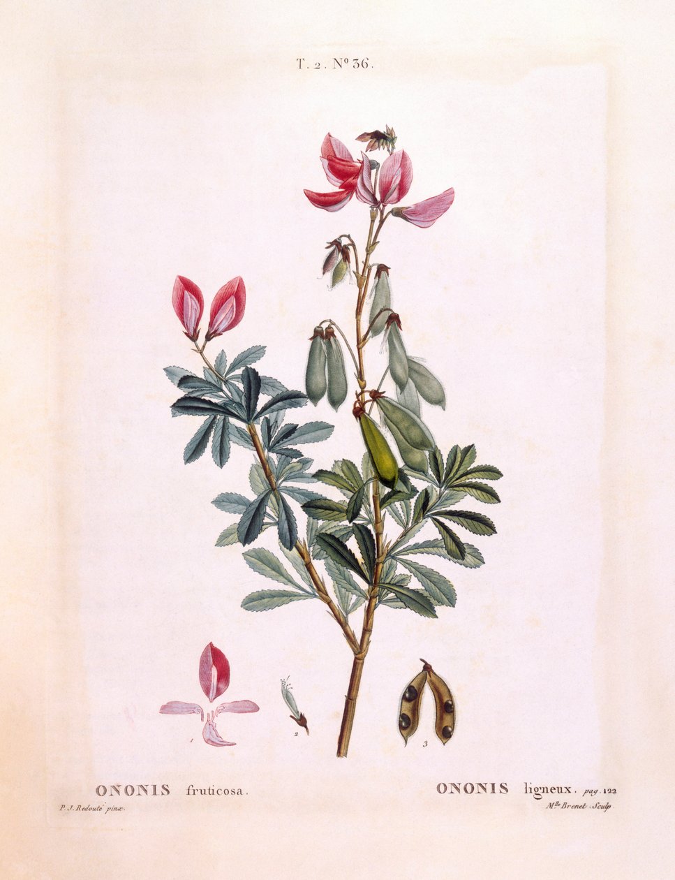 Restharrow (Ononis fruticosa), Henry Louis Duhamel du Monceau, botanisk plade af Pierre Joseph Redouté af Pierre Joseph Redouté
