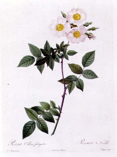 Rosa Collina fastigiata af Pierre Joseph Redouté