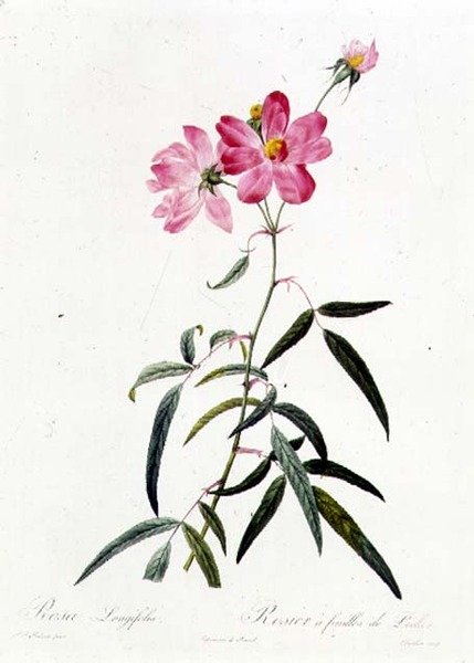 Rosa Longifolia af Pierre Joseph Redouté