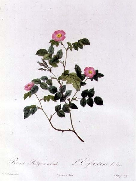 Rosa Rubiginosa Nemoralis af Pierre Joseph Redouté