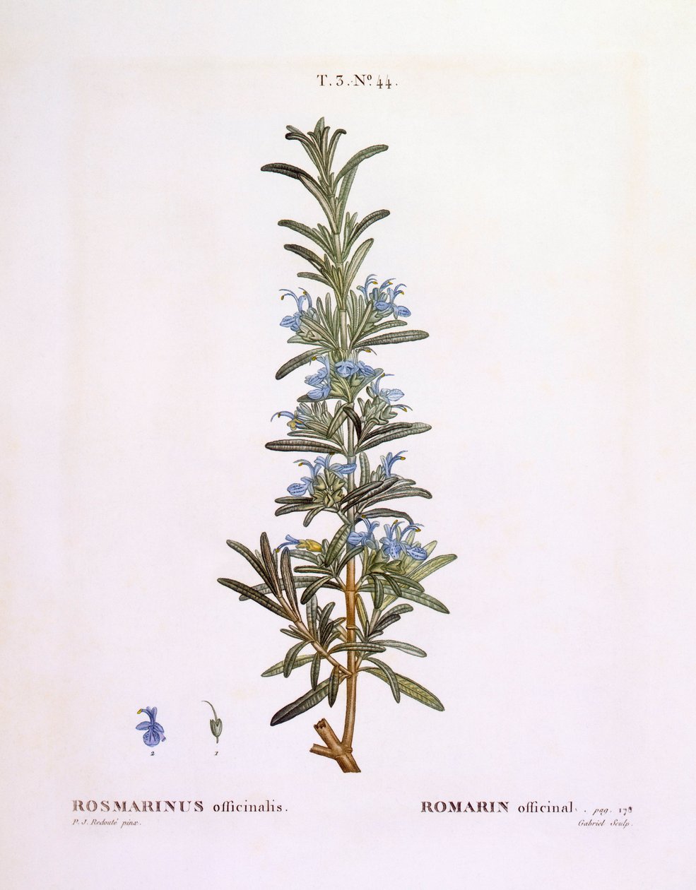 Rosmarin (Rosmarinus officinalis), Henry Louis Duhamel du Monceau, botanisk plade af Pierre Joseph Redouté af Pierre Joseph Redouté