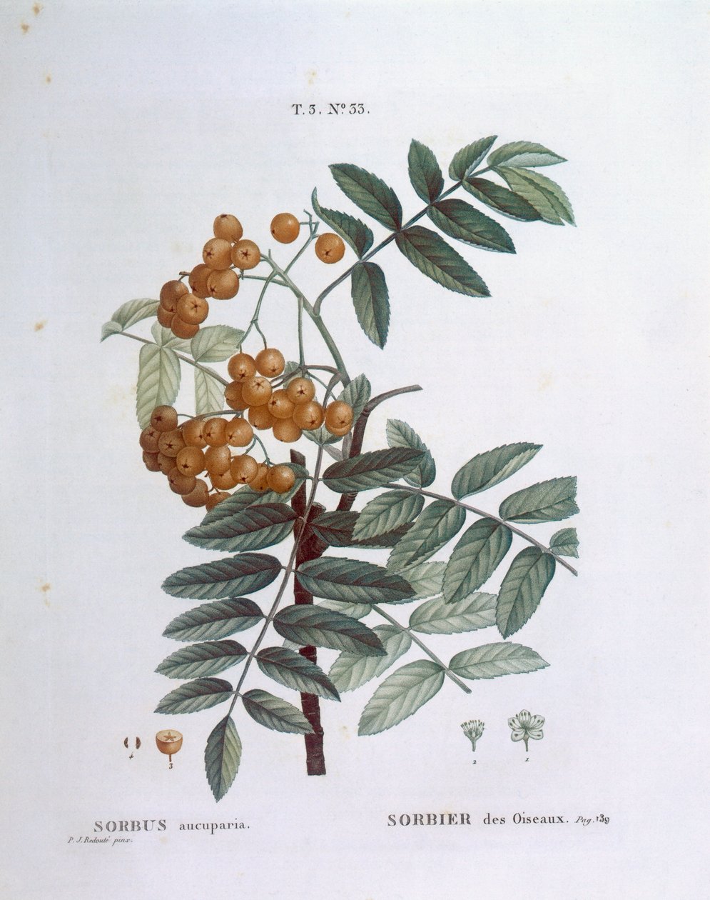 Røn eller europæisk bjergaske (Sorbus aucuparia), Henry Louis Duhamel du Monceau, botanisk plade af Pierre Joseph Redouté af Pierre Joseph Redouté