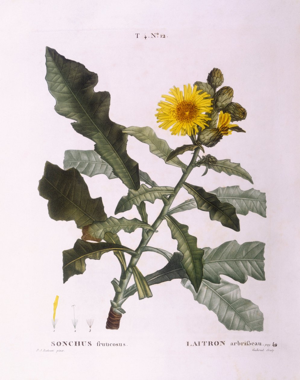 Sotidsler (Sonchus fruticosus), Henry Louis Duhamel du Monceau, botanisk plade af Pierre Joseph Redouté af Pierre Joseph Redouté