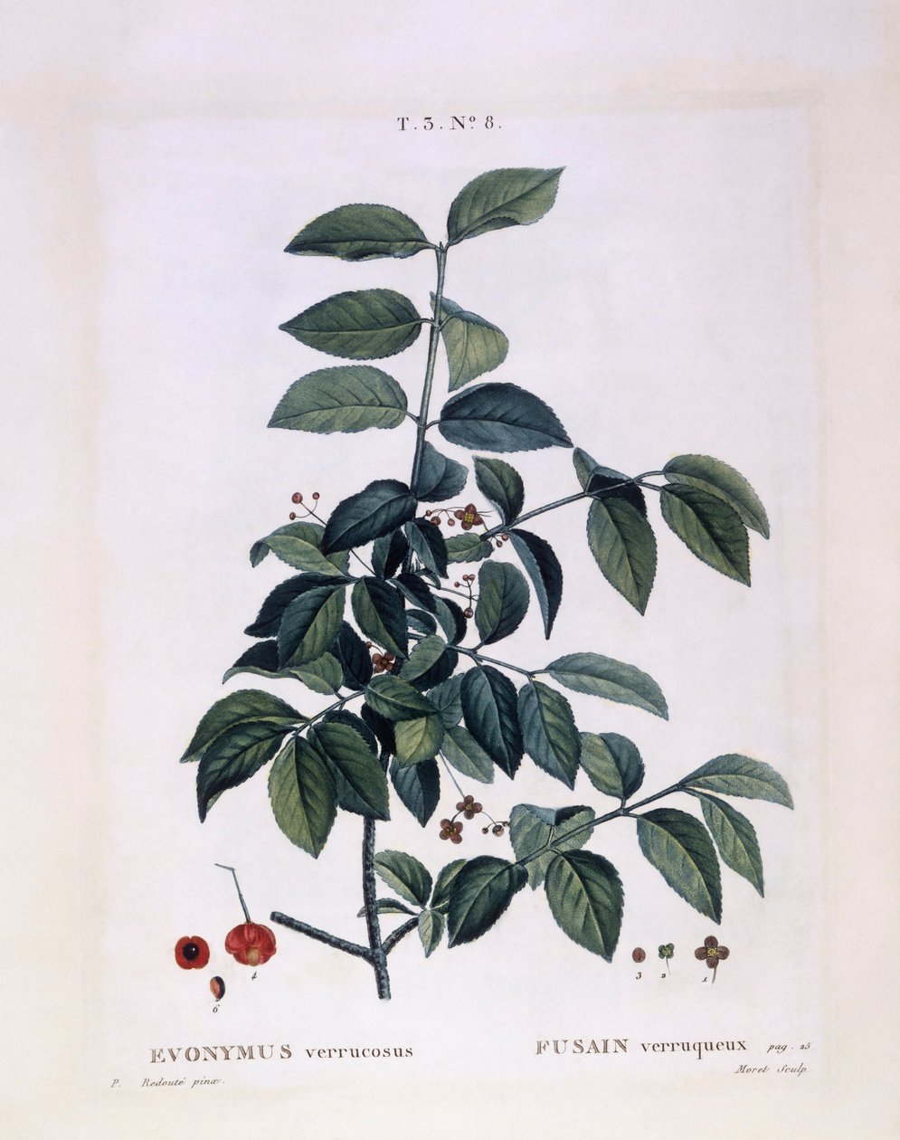 Spindel (Euonymus verrucosus), Henry Louis Duhamel du Monceau, botanisk plade af Pierre Joseph Redouté af Pierre Joseph Redouté