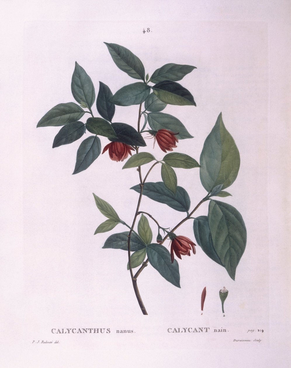 Sweetshrub (Calycanthus nanus), Henry Louis Duhamel du Monceau, botanisk plade af Pierre Joseph Redouté af Pierre Joseph Redouté