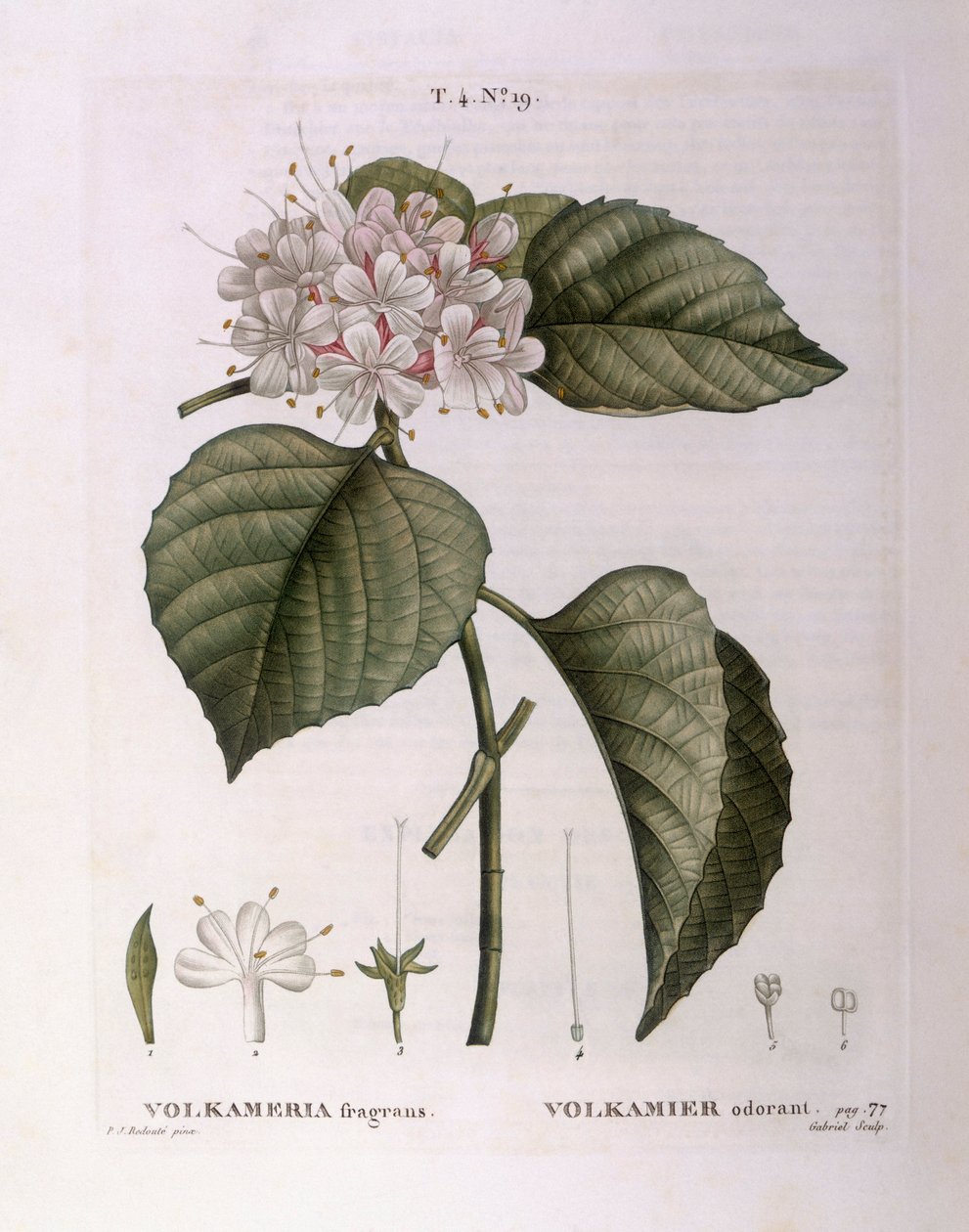 Volkameria fragrans Henry Louis Duhamel du Monceau, botanisk tallerken af ​​Pierre Joseph Redouté af Pierre Joseph Redouté