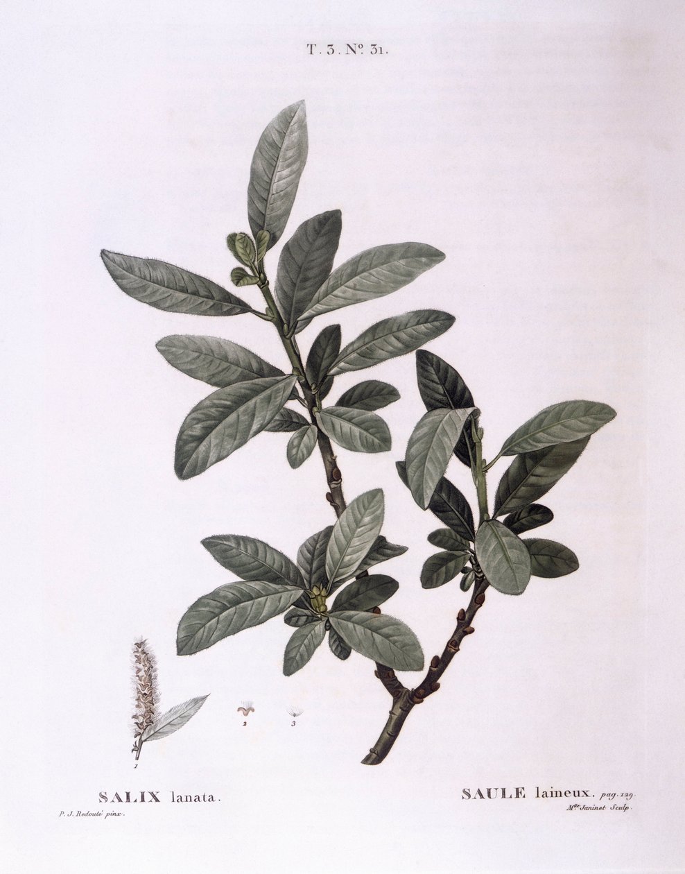 Pil (Salix lanata), Henry Louis Duhamel du Monceau, botanisk plade af Pierre Joseph Redouté af Pierre Joseph Redouté