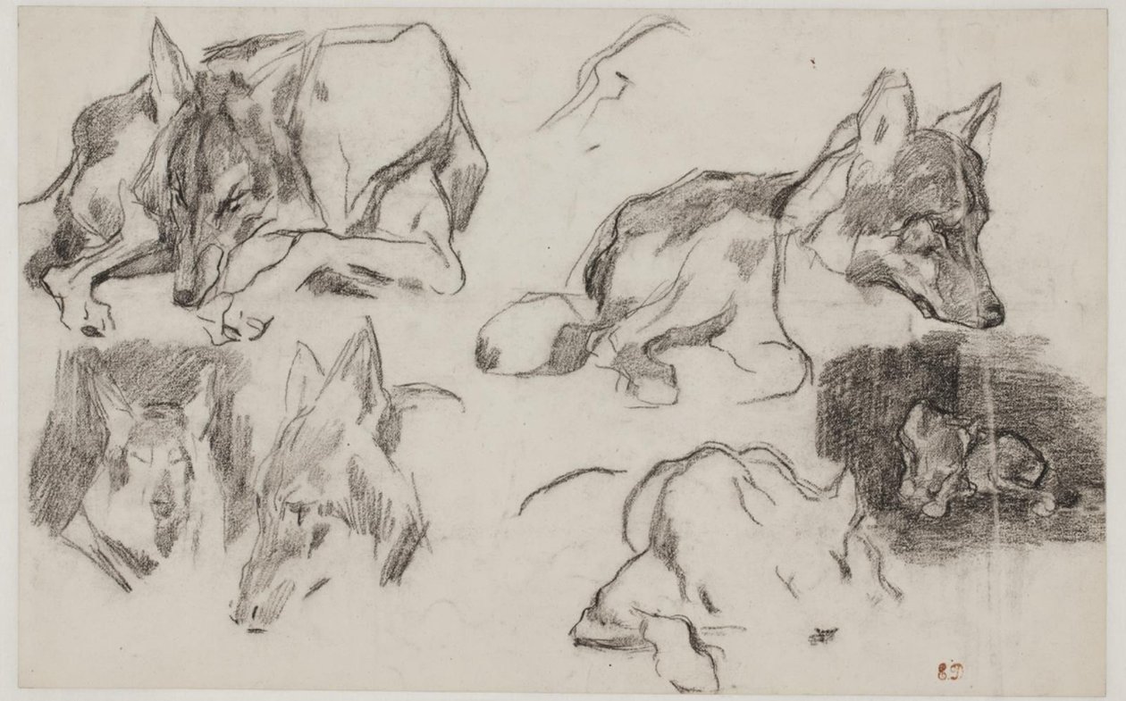Studier efter marokkanske hunde. af Pierre Andrieu