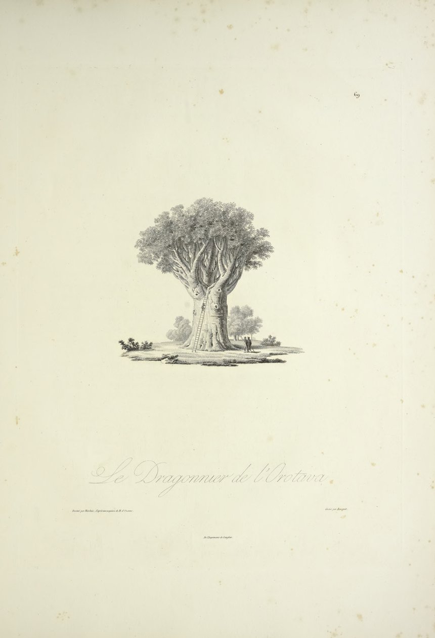 Dragon Tree of Orotava, graveret af Bouquet, illustration fra 