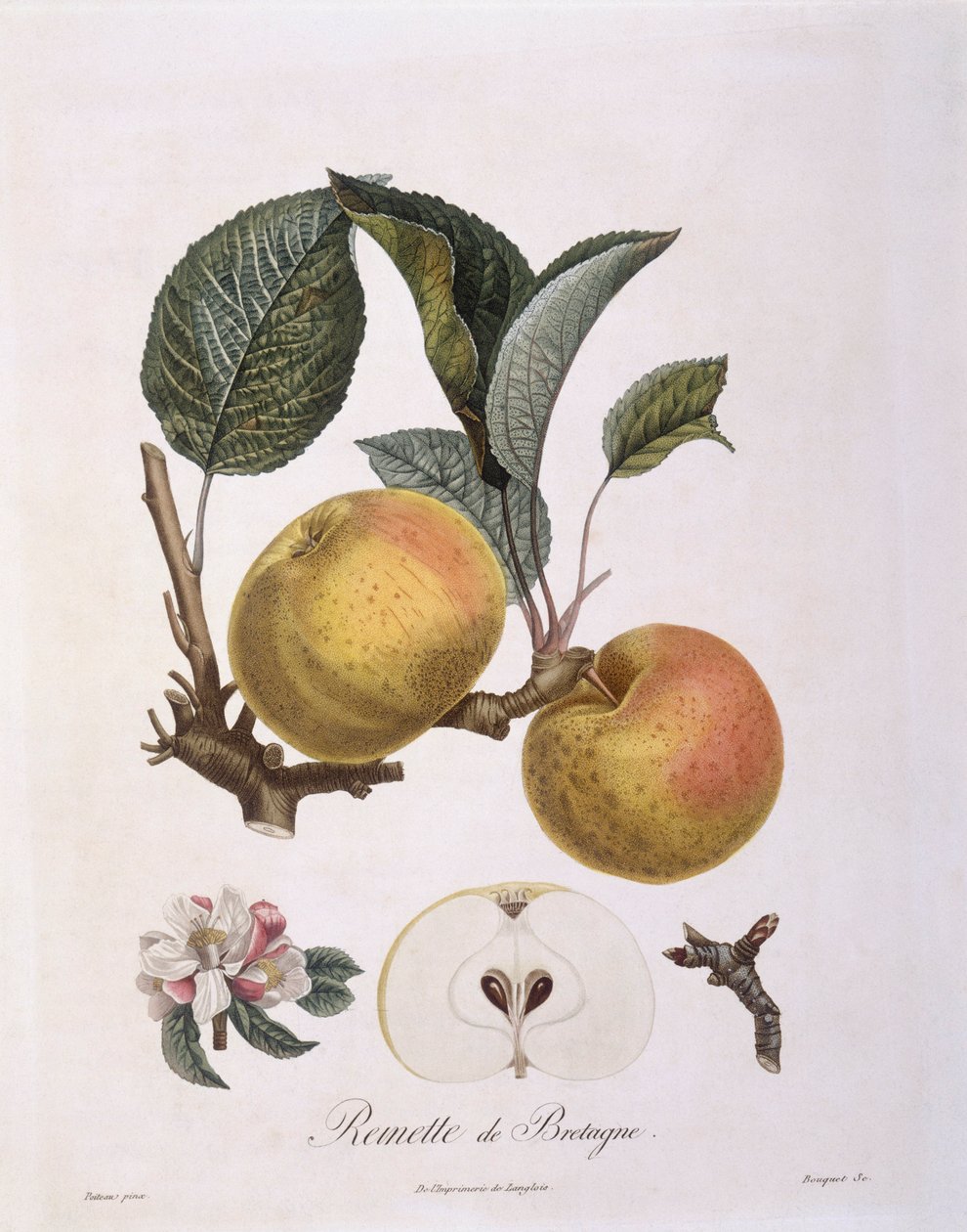 Æble (Malus domestica), Bourgogne sort Henry Louis Duhamel du Monceau, botanisk tallerken af ​​Pierre Antoine Poiteau af Pierre Antoine (after) Poiteau