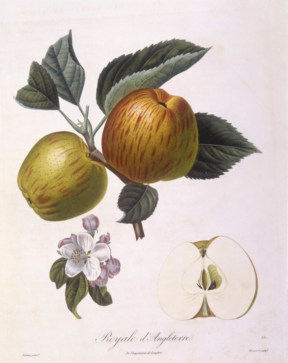 Æble "Royal of England", Henry Louis Duhamel du Monceau, botanisk plade af Pierre Antoine Poiteau af Pierre Antoine (after) Poiteau