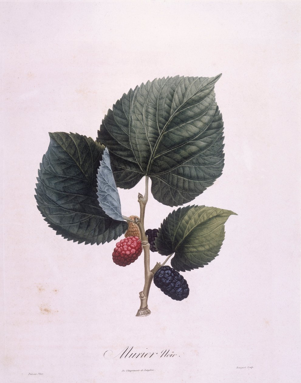 Sort morbær (Morus nigra), Henry Louis Duhamel du Monceau, botanisk plade af Pierre Antoine Poiteau af Pierre Antoine (after) Poiteau