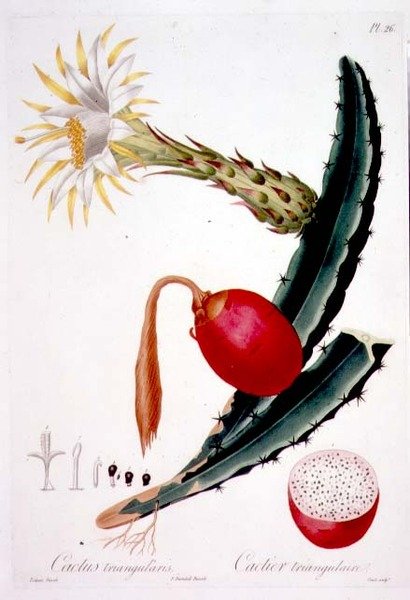 Cactus Triangularis, plade 26 fra 