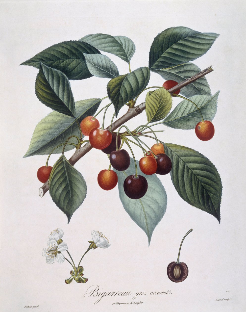 Kirsebærtræ (Prunus avium) "Bigreau" Henry Louis Duhamel du Monceau, botanisk plade af Pierre Antoine Poiteau af Pierre Antoine (after) Poiteau