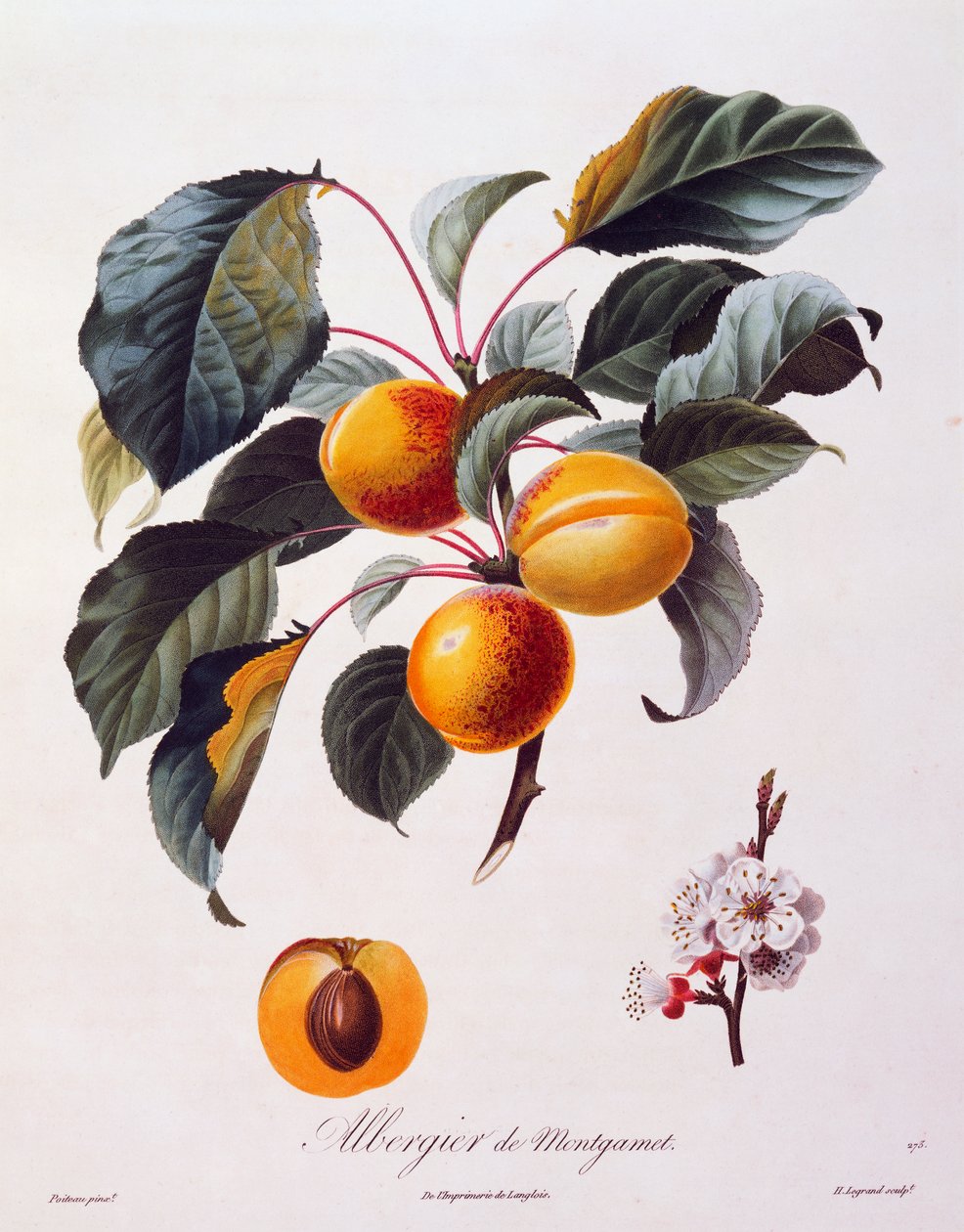 Frugter og blomster af abrikos Albergier De Montgamet, omkring 1846, farvet gravering af Pierre-Antoine Poiteau fra Pomolgie Francais, Frankrig af Pierre Antoine (after) Poiteau