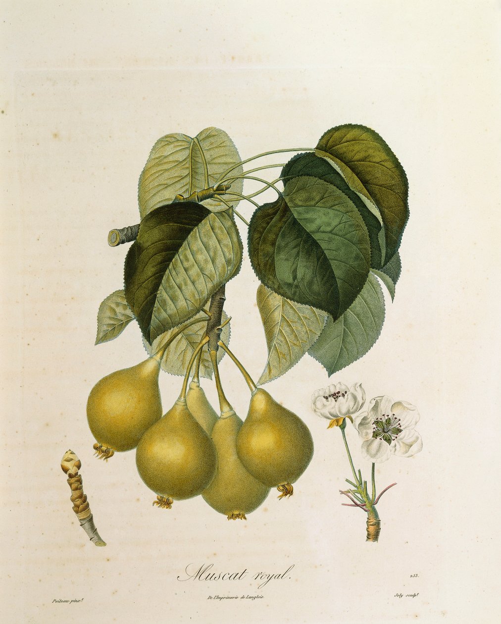 Muscat Royal Abrikos af Antoine Poiteau af Pierre Antoine (after) Poiteau