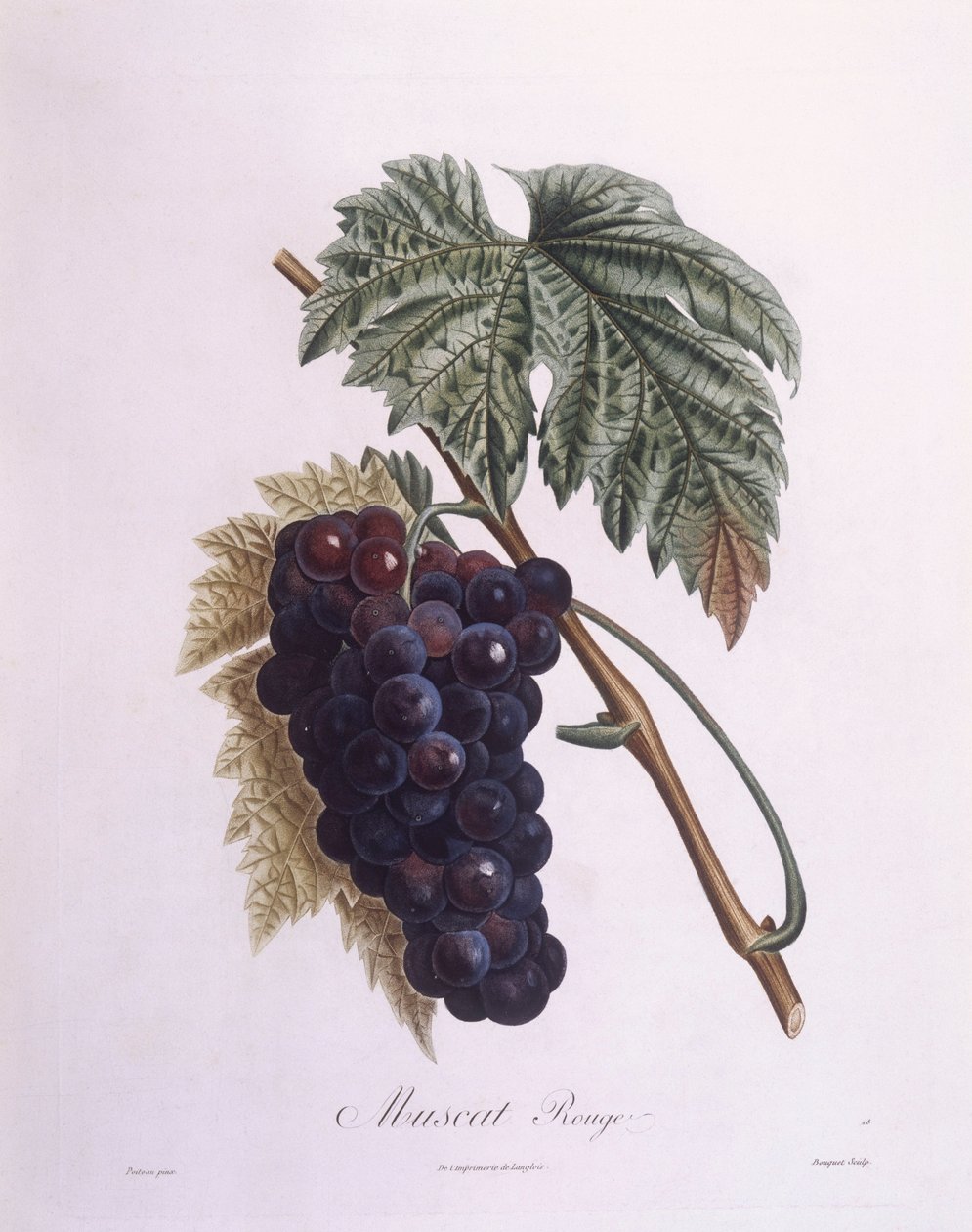 Muscat druevin (Vitis vinifera), Henry Louis Duhamel du Monceau, botanisk plade af Pierre Antoine Poiteau af Pierre Antoine (after) Poiteau
