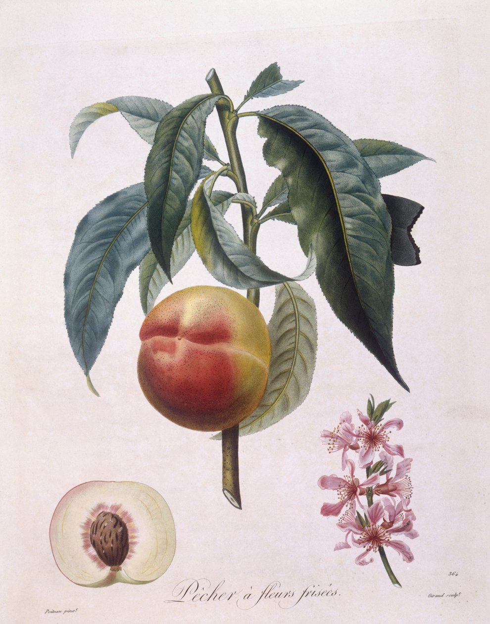 Fersken (Prunus persica batsch), Henry Louis Duhamel du Monceau, botanisk plade af Pierre Antoine Poiteau af Pierre Antoine (after) Poiteau
