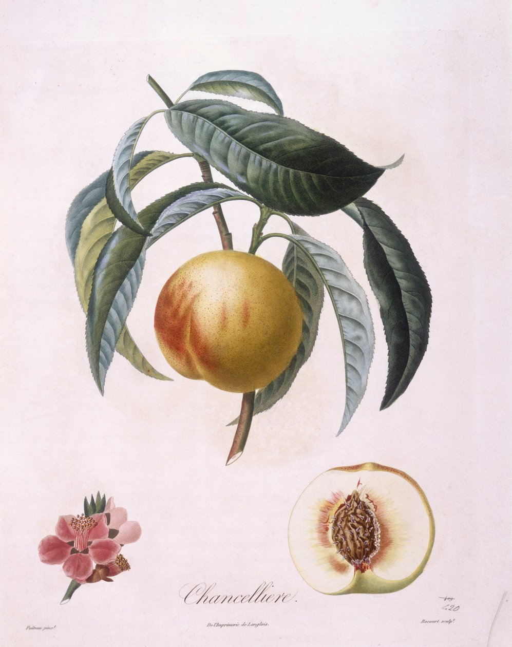Fersken "Chancelliere" Henry Louis Duhamel du Monceau, botanisk plade af Pierre Antoine Poiteau af Pierre Antoine (after) Poiteau