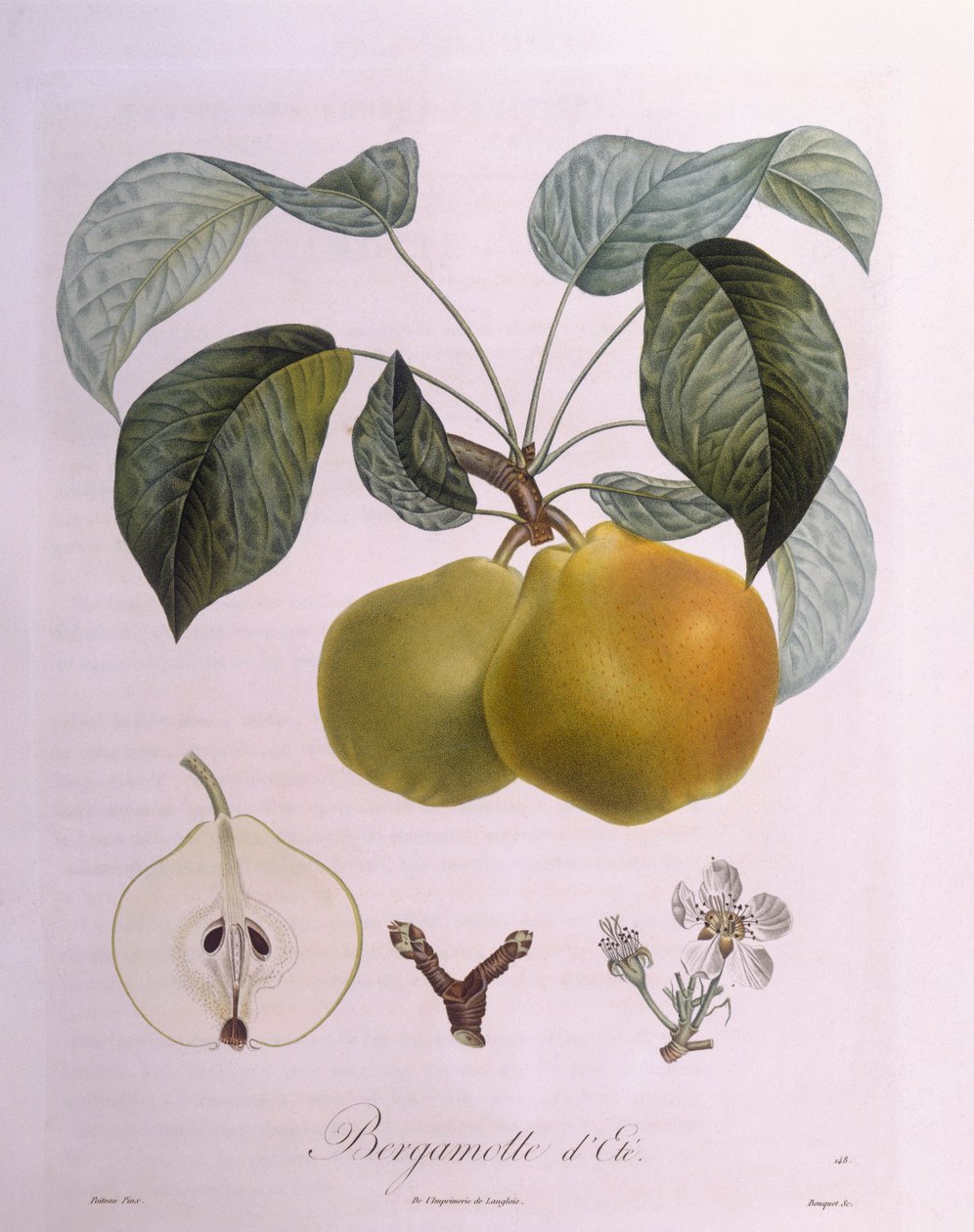 Pære "Bergamot" Henry Louis Duhamel du Monceau, botanisk plade af Pierre Antoine Poiteau af Pierre Antoine (after) Poiteau