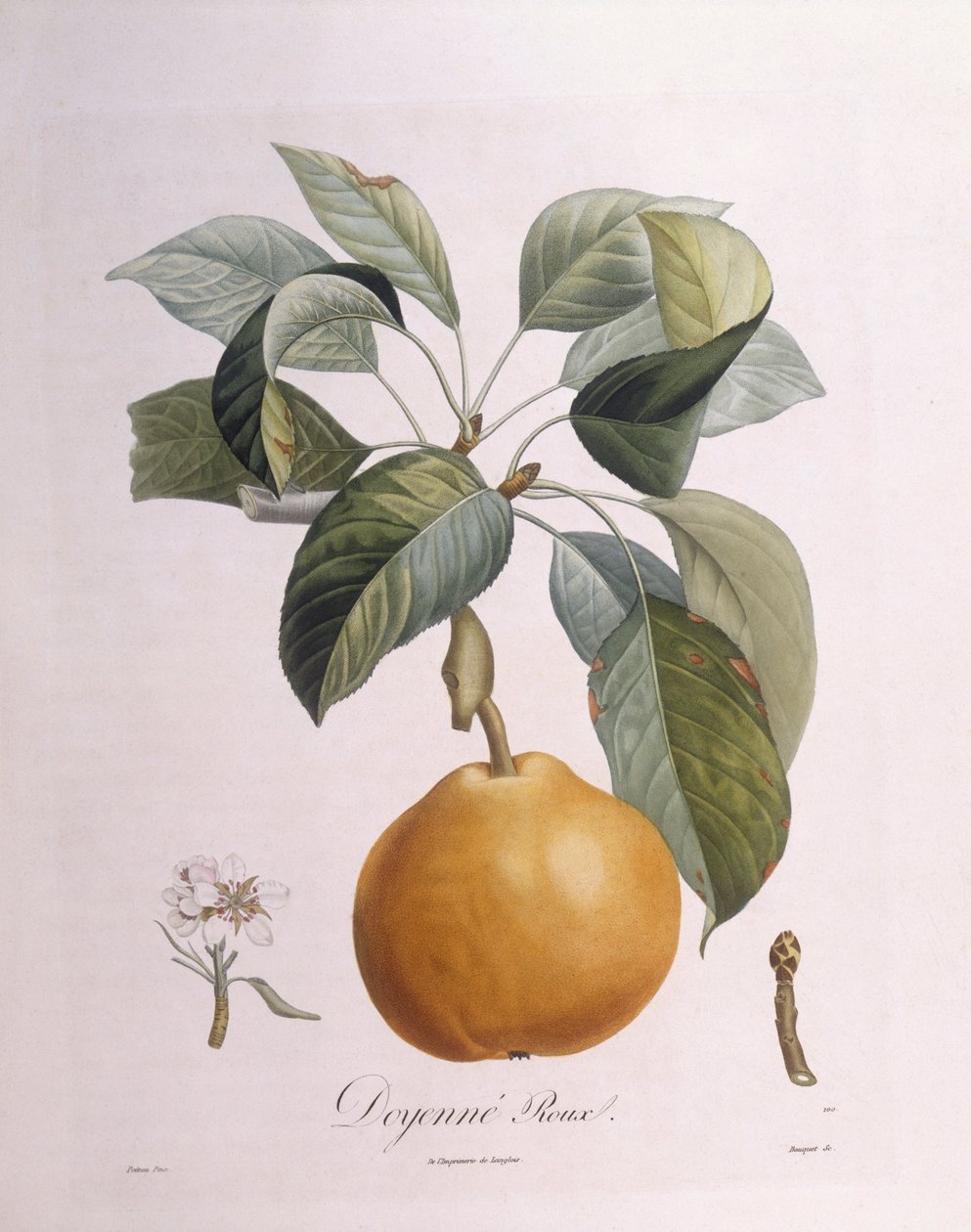 Pære "Doyenné roux" Henry Louis Duhamel du Monceau, botanisk plade af Pierre Antoine Poiteau af Pierre Antoine (after) Poiteau