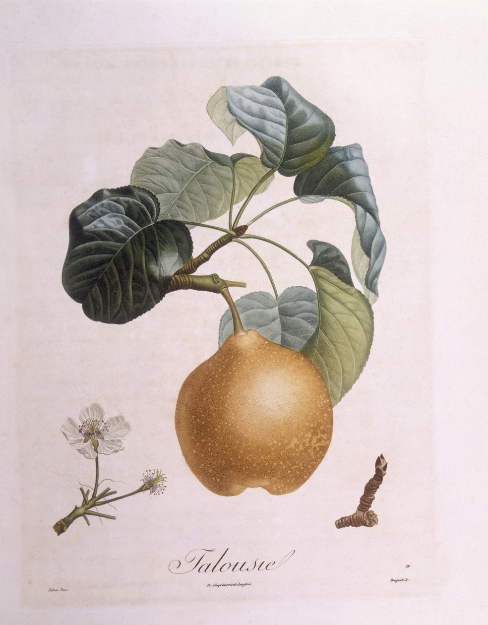 Pære "Talousie" Henry Louis Duhamel du Monceau, botanisk plade af Pierre Antoine Poiteau af Pierre Antoine (after) Poiteau