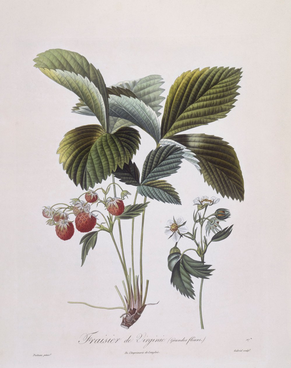 Virginia Strawberry (Fragaria virginiana), Henry Louis Duhamel du Monceau, botanisk plade af Pierre Antoine Poiteau af Pierre Antoine (after) Poiteau