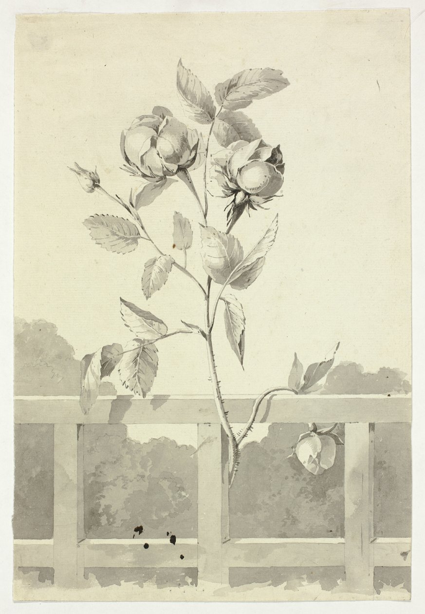 Rose af Pierre Antoine Mongin