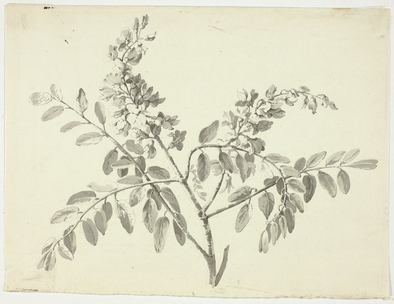 Den blomstrende gren af Pierre Antoine Mongin