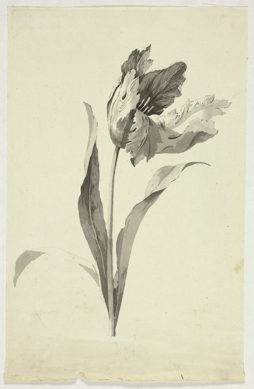 Tulipan af Pierre Antoine Mongin