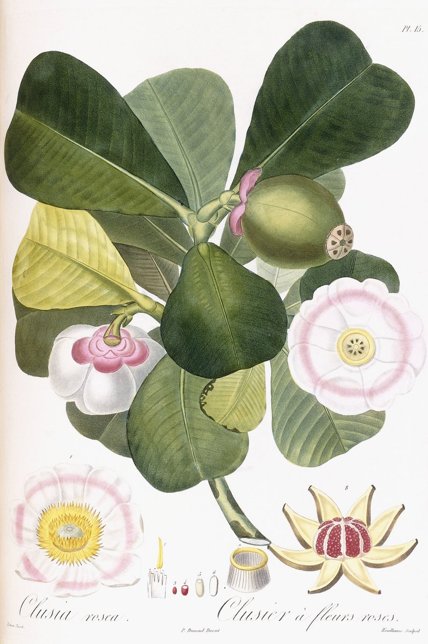 Clusia rosea, Clusier med lyserøde blomster, 1808-1828 af Pierre Antoine Poiteau
