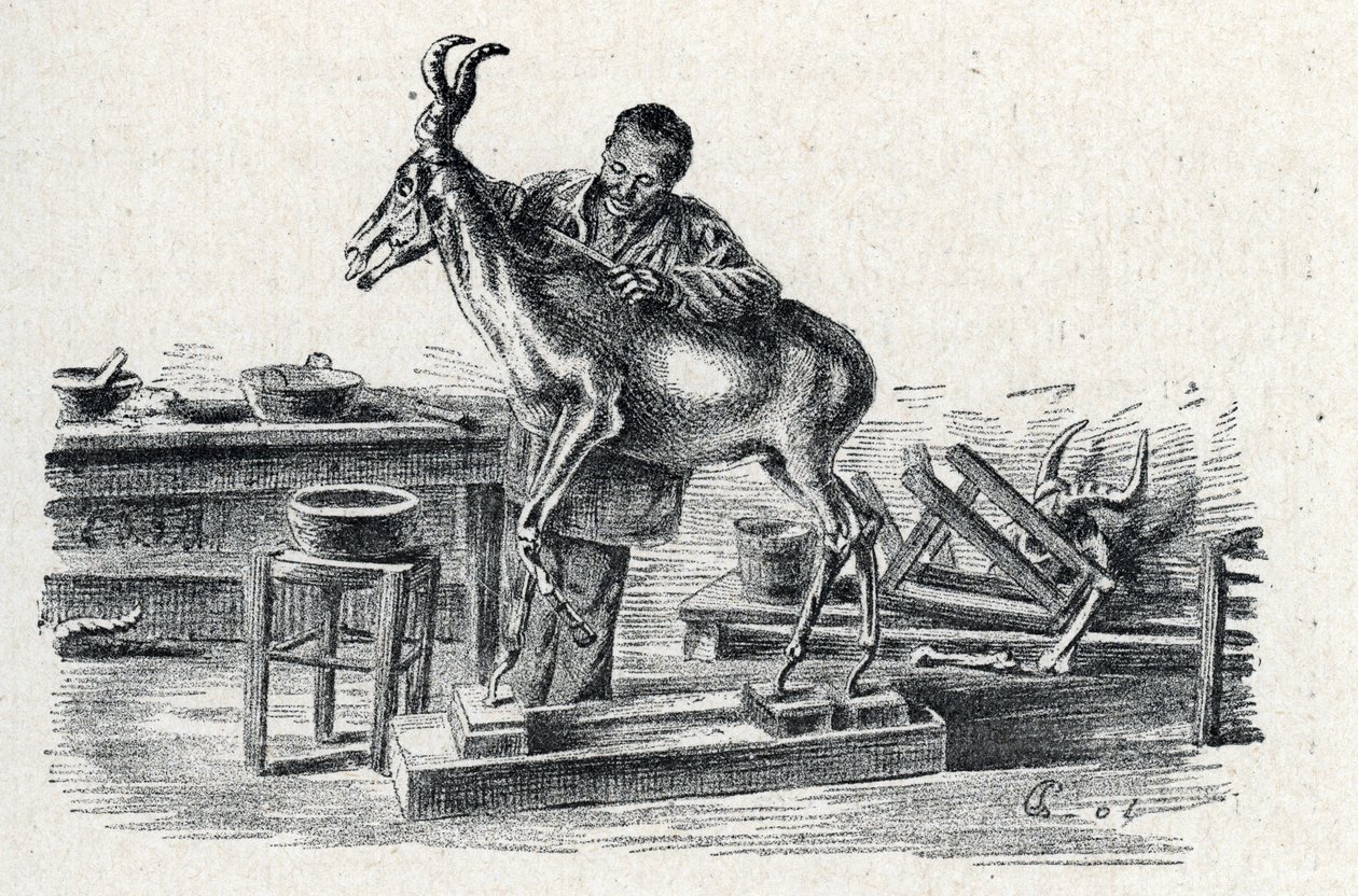 Taxidermi: En taxidermist udstoppede hartebeest i sit værksted Gravering fra Excursion a travers les metiers” af Pierre Calmette Collection privee af Pierre Calmettes
