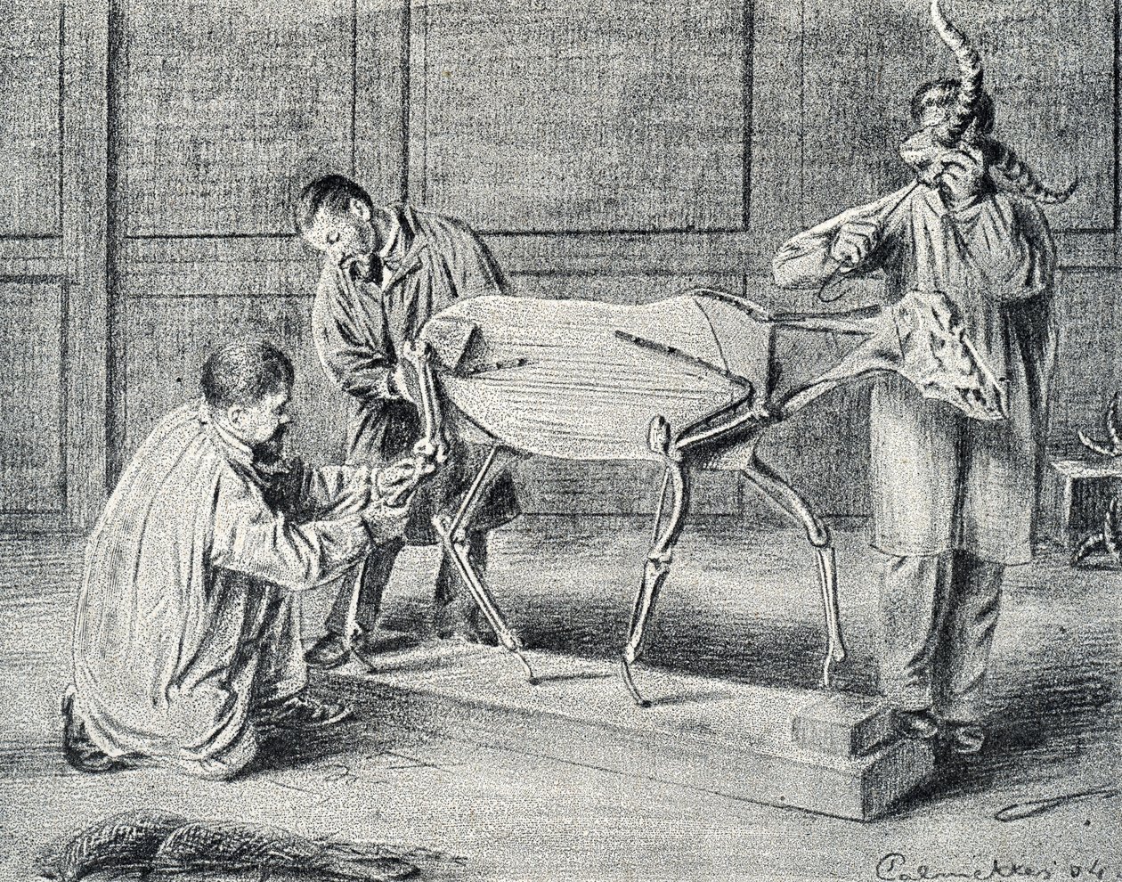 Taksidermi: taxidermister forbereder det kunstige skelet i værkstedet Gravering fra "Excursion a travers les metiers" af Pierre Calmette Collection privee af Pierre Calmettes