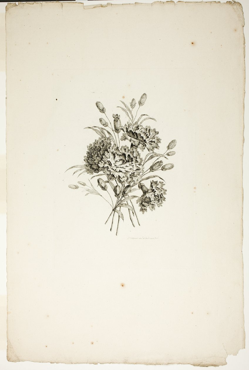 Buket med nelliker, fra samling af forskellige buketter af blomster, opfundet og tegnet af Jean Pillement og indgraveret af P. C. Canot af Pierre Charles Canot