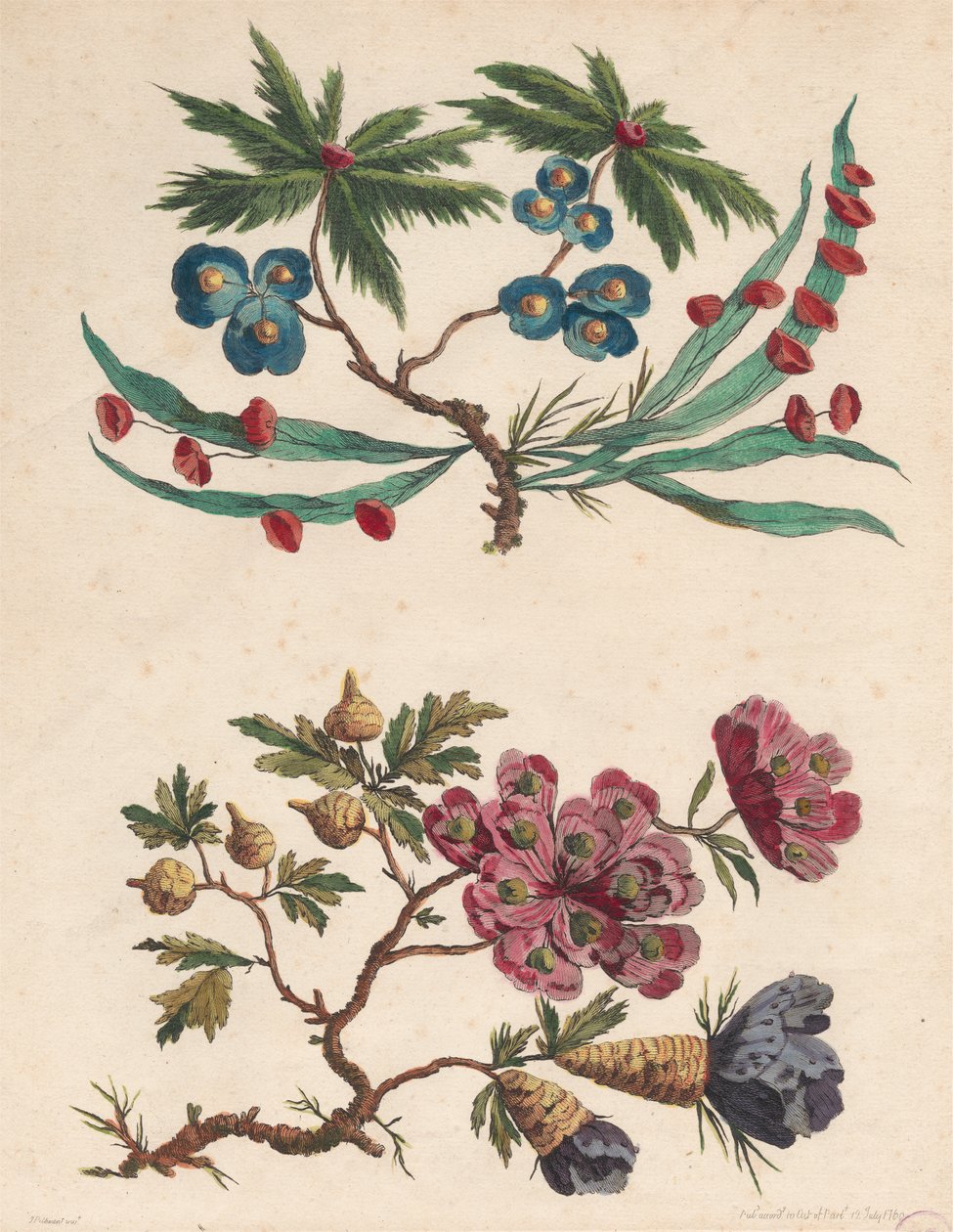 To sprøjter af imaginære blomster af Pierre Charles Canot