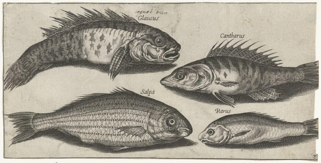 Bockfish, aborre, kutling og en ukendt fisk Fiskeri (serietitel) Piscivm vivae ikoner (serietitel) af Pierre Firens